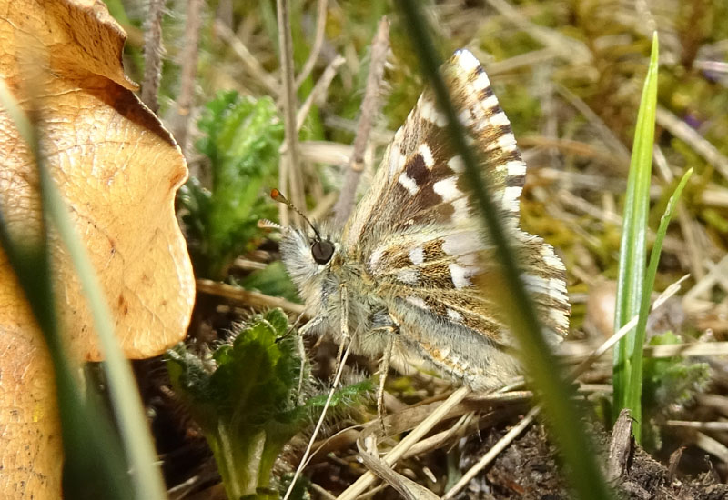 Pyrgus malvoides - Hesperiidae